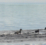 На Ямале стартовал творческий конкурс фотографий «Ямал — водные горизонты» - ГТРК Ямал