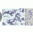 Бактерия, открытая на Алтае. Взято из International Journal of Molecular Sciences - СПбГУ