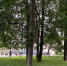 В Петербурге планируют увеличение площади зеленых зон - Neva.Today