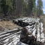 Лесная дорога в Прионежском районе - Петрозаводск говорит