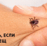 Если присосался клещ? - Администрация Ейского района