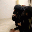 В Удмуртии при силовой поддержке спецназа Росгвардии задержаны подозреваемые в продаже контрафактной алкогольной продукции - Росгвардия