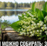 Ландыши можно собирать: экологи Липецкой области опровергли слухи о запрете - Газета Задонская правда