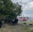 К омским бродячим собакам присоединился скот - СуперОмск