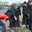 Деревья дружбы – парку - Орская хроника