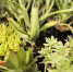 close-up-green-plants-pots - Газета Восход