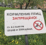 Жители Курганской области высказались о запрете кормления птиц в парках - Область 45