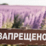 ФОТО к новости: Инвазивные растения в сибирском регионе: что нужно знать дачнику? - НГПУ