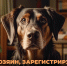 Регистрация и учет домашних животных - Нанайский район
