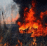 Фото: Минприроды Приморского края | Населенным пунктам в Приморье угрожает огонь от неконтролируемых природных пожаров - PrimPress.Ru