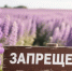 Какие растения нельзя выращивать на даче в Сибири: список инвазивных видов - Сибкрай.ru