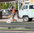 В центре Улан-Удэ начали разворачивать мини-парк - ИА Байкал-Daily