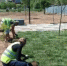В обновляемом парке в Дзержинском районе началась укладка газона - Город Волгоград