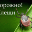 За неделю от клещей пострадали почти тысяча жителей края - Rubtsovsk.Info