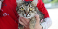 Бездомные котики ищут хозяев: в Нижнем Новгороде открылась выставка «Зоофест Эко» - Время Н