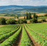 Не выживание, а развитие: что ждёт сельское хозяйство Крыма после 12 лет господдержки - RuInformer.Com