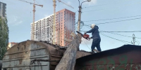 упало дерево - Южная Волна