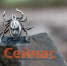 Нижегородцам назвали топ-5 самых опасных насекомых - ИА Нижний сейчас