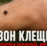 Осторожно, клещи! - Сетевое издание Киришский факел