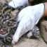 В Новосибирском зоопарке родились три редких дальневосточных леопарда - ИА Общественная служба новостей