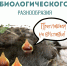 Изображение: пресс-служба Изборского музея-заповедника - InformPskov.Ru