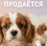 Мошенники начали использовать любовь к животным для кражи денег - Мурманский вестник