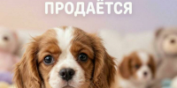 Мошенники начали использовать любовь к животным для кражи денег - Мурманский вестник