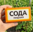 Лью 1 ковшик под куст — и клубника наливная и сладкая, как вата. Секретная подкормка для июня - KrasnodarMedia