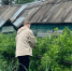 Что положить в лунку при высадке: 2 ложки для мясистых томатов - проверено на 10 кустах - Pg11.Ru