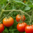 pomidory-tomaty-dacha-shedevrum - Волжская правда