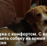 Разлука с комфортом. С кем оставить собаку на время отпуска - Самарская Газета