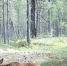 Фотоловушка запечатлела, как маленький лосенок из Нижне-Свирского заповедника делает первые шаги - ЛенТВ24