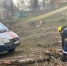 В Белгороде из-за ливня и ветра падают деревья - Сетевое издание Победа 31