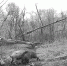 В Башкортостане фотоловушка запечатлела бой двух кабанов, один из которых - альбинос | ГТРК «Башкортостан» - ГТРК Башкортостан