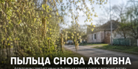 В Задонске сохраняется высокая активность пыльцы: аллергикам советуют быть осторожнее - Газета Задонская правда