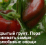 В открытый грунт. Пора высаживать самые теплолюбивые овощи - Самарская Газета