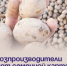 Сельхозпроизводители раздают семенной картофель. - Администрация Артёмовского городского округа