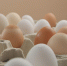 Производство яиц в СФО - Томская интернет-газета