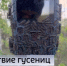 Нашествие гусениц и обилие мошки наблюдается в Тюменской области - ГТРК Регион-Тюмень
