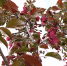 яблоня в цвету - Петрозаводск говорит