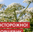 С наступлением тёплого сезона на территории района активизируется борщевик — растение, представляющее угрозу здоровью. В целях профилактики информируем граждан о правилах безопасности и первой помощи при контакте с этим растением.. - Сыктывдинский район
