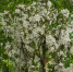 Новости Черинфо - CherInfo.Ru