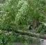 упало дерево - Новый Компаньон