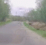 На мурмашинском кладбище бродит медвежонок [видео] - SeverPost.ru