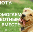 Сбор для приюта для животных «Лучший друг»! - Филиал РТУ МИРЭА в г. Ставрополе