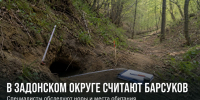 В Задонском округе начался учёт барсуков - Газета Задонская правда