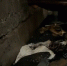 «Портал в ад» открылся в мурманском доме [видео] - SeverPost.ru