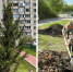 В Октябрьском районе Новосибирска высадили более 50 крупных деревьев - Сиб.фм