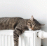 Фото: Sergey Malkov/Shutterstock/Fotodom - Ямал-Медиа