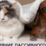 Влияние пассивного курения на здоровье собак и кошек - ТАВДИНКА.РФ